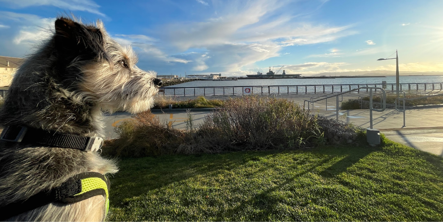 Mixed coat terrier overlooking a park area next to a body of water