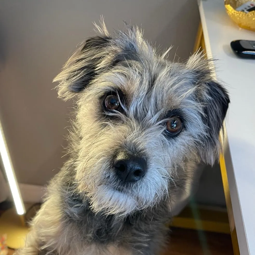 charlie the pup